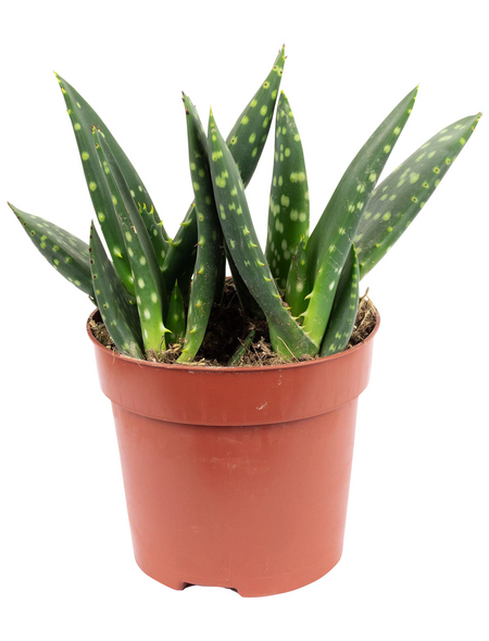 Aloe vera // sukkulente Heilpflanze  // 7030 // 1-89327 
