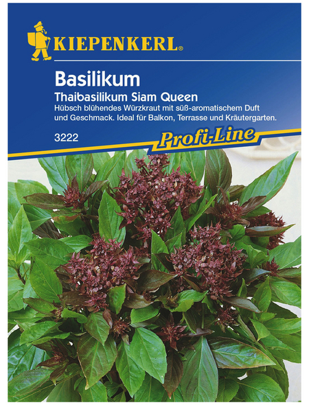 KIEPENKERL Thai-Basilikum Ocimum basilicum »Siam Queen«