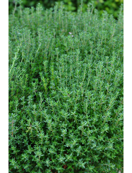 KIEPENKERL Thymian Kugel, Thymus vulgaris »Fredo«, aktuelle Pflanzenhöhe ca.: 15 cm, im Topf