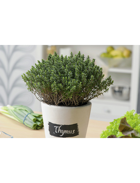Gartenkrone Thymian, Thymus vulgaris, aktuelle Pflanzenhöhe ca.: 20 cm, im Topf