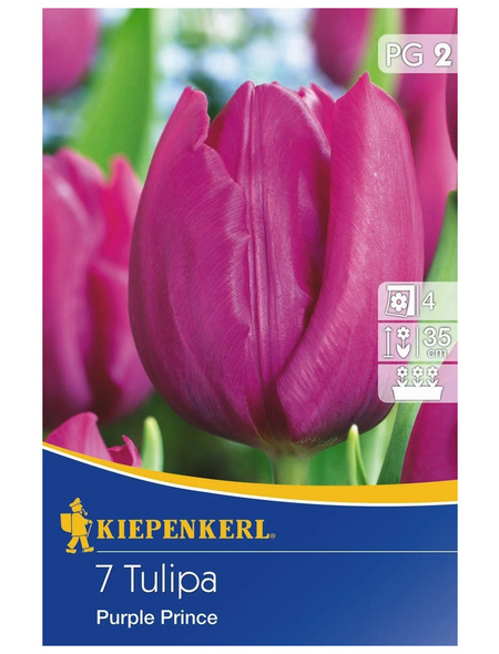 KIEPENKERL Tulpe Purple Prince, Lila, 7 Blumenzwiebeln