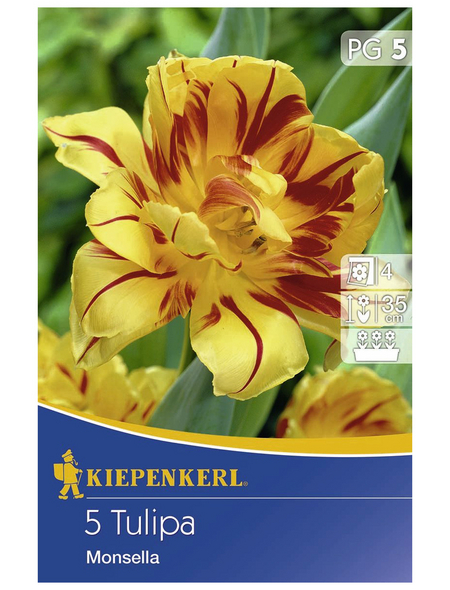 KIEPENKERL Tulpen x Hybrida Tulipa
