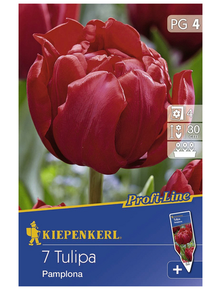 KIEPENKERL Tulpen x Hybrida Tulipa