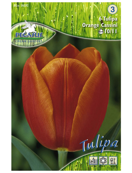 PEGASUS Tulpen x Hybrida Tulipa