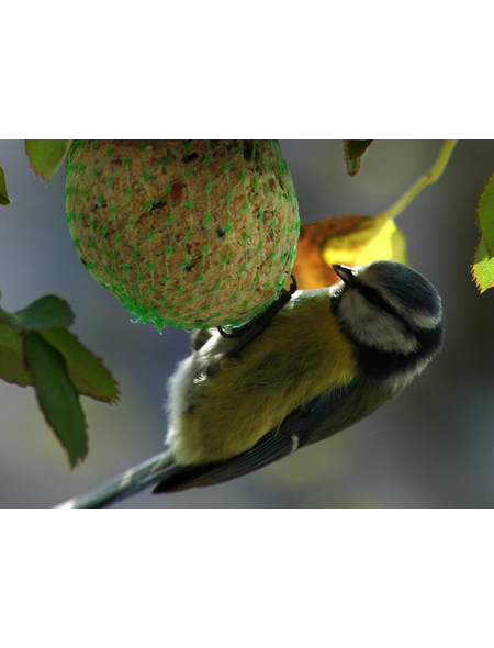 meisenknödel im netz