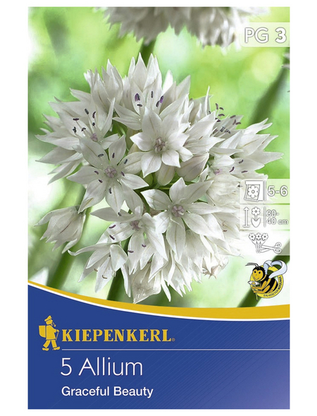 KIEPENKERL Zierlauch x Hybrida Allium