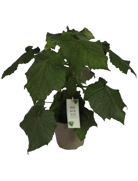 Gartenkrone Zimmerlinde, Sparmannia africana Hagebau.de