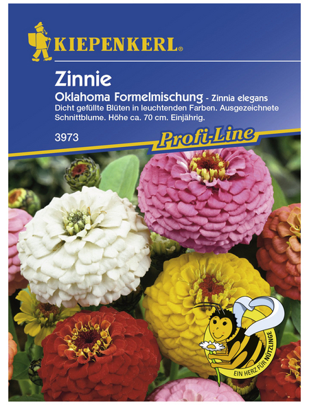 KIEPENKERL Zinnie, Zinnia elegans, Samen, Blüte: mehrfarbig