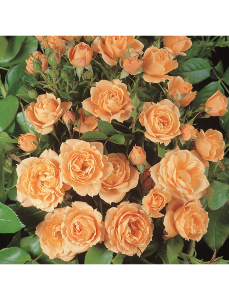 ROSEN TANTAU Zwergrose Rosa hybride »Apricot Clementine«