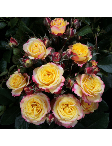 ROSEN TANTAU Zwergrose Rosa hybride »Clementine«