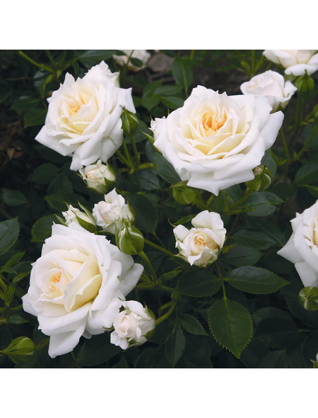 ROSEN TANTAU Zwergrose Rosa hybride »Honeymilk«