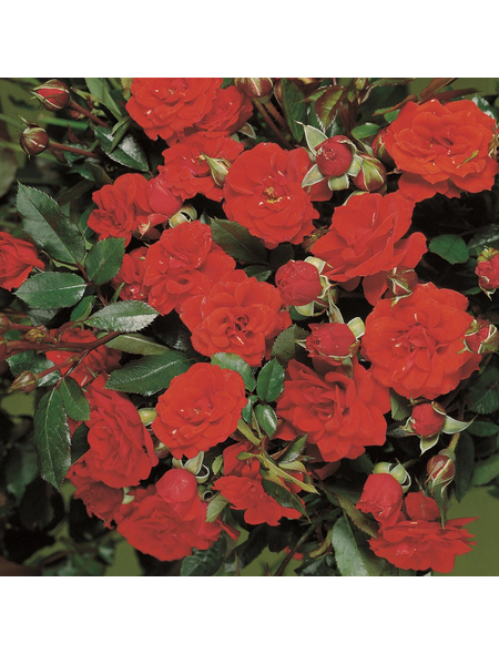 ROSEN TANTAU Zwergrose Rosa hybride »Orange Babyflor«