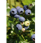 Lucky Berry 4-Monats-Heidelbeere, Vaccinium corymbosum »Lucky Berry®«, Frucht: blau, zum Verzehr geeignet-Thumbnail