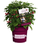 Lucky Berry 4-Monats-Himbeere, Rubus idaeus »Lucky Berry®«, Frucht: rot, zum Verzehr geeignet-Thumbnail