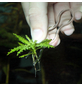 JBL Aquarienzubehör »Proscape Plantis«, geeignet für Für alle Aquarien-Thumbnail