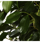 Gartenkrone Birkenfeige, Ficus benjamini »in Sorten«, im Kunststoff-Kulturtopf-Thumbnail