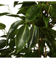 Gartenkrone Birkenfeige, Ficus benjamini »in Sorten«, im Kunststoff-Kulturtopf-Thumbnail
