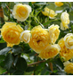 ROSEN TANTAU Blühpflanze »Starlet Elida«, Blüte: gelb-Thumbnail