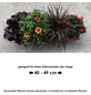 BLUMIXX Blumen-Bag Herbst, max. Wuchshöhe: 30 cm, Blüte: bunt-Thumbnail