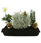 BLUMIXX Blumen-Bag Winter, max. Wuchshöhe: 30 cm, Blüte: bunt-Thumbnail