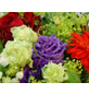  Blumenstrauß »Saisonale Blumen "Red Passion"«, Ø 37–39 cm-Thumbnail