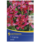 KIEPENKERL Blumenzwiebel Blumenrohr, Canna indica »Orchid dunkelrosa«, Blütenfarbe: rosa-Thumbnail