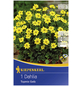 KIEPENKERL Blumenzwiebel Dahlie, Dahlia Hybrida, Blütenfarbe: gelb-Thumbnail