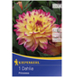 KIEPENKERL Blumenzwiebel Dahlie, Dahlia Hybrida, Blütenfarbe: mehrfarbig-Thumbnail