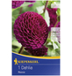 KIEPENKERL Blumenzwiebel Dahlie, Dahlia Hybrida, Blütenfarbe: purpurfarben-Thumbnail