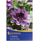 KIEPENKERL Blumenzwiebel Dahlie, Dahlia Hybrida, Blütenfarbe: rosa-Thumbnail
