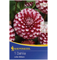 KIEPENKERL Blumenzwiebel Dahlie, Dahlia Hybrida, Blütenfarbe: rot-Thumbnail