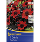 KIEPENKERL Blumenzwiebel Dahlie, Dahlia Hybrida, Blütenfarbe: rot-Thumbnail