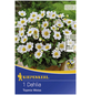 KIEPENKERL Blumenzwiebel Dahlie, Dahlia Hybrida, Blütenfarbe: weiß-Thumbnail
