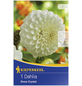 KIEPENKERL Blumenzwiebel Dahlie, Dahlia Hybrida, Blütenfarbe: weiß-Thumbnail