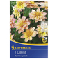 KIEPENKERL Blumenzwiebel Dahlie, Dahlia Hybrida »Topmix Apricot«, Blütenfarbe: pfirsichfarben-Thumbnail