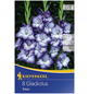 KIEPENKERL Blumenzwiebel Gladiole, Gladiolus Hybrida, Blütenfarbe: blau-Thumbnail