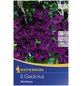 KIEPENKERL Blumenzwiebel Gladiole, Gladiolus Hybrida, Blütenfarbe: lila-Thumbnail