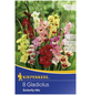 KIEPENKERL Blumenzwiebel Gladiole, Gladiolus Hybrida, Blütenfarbe: mehrfarbig-Thumbnail