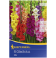 KIEPENKERL Blumenzwiebel Gladiole, Gladiolus Hybrida, Blütenfarbe: mehrfarbig-Thumbnail
