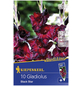 KIEPENKERL Blumenzwiebel Gladiole, Gladiolus Hybrida, Blütenfarbe: rot-Thumbnail
