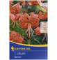 KIEPENKERL Blumenzwiebel Lilie, Lilium Hybrida, Blütenfarbe: orange-Thumbnail