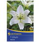 KIEPENKERL Blumenzwiebel Lilie, Lilium Hybrida »Navona«, Blütenfarbe: weiß-Thumbnail