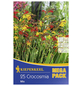 KIEPENKERL Blumenzwiebel Montbretie, Crocosmia crocosmiiflora, Blütenfarbe: mehrfarbig-Thumbnail