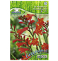 PEGASUS Blumenzwiebel Montbretie, Crocosmia crocosmiiflora, Blütenfarbe: rot-Thumbnail