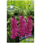 PEGASUS Blumenzwiebel Schwertblume, Gladiolus Hybrida, Blütenfarbe: lila-Thumbnail