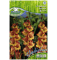 PEGASUS Blumenzwiebel Schwertblume, Gladiolus Hybrida, Blütenfarbe: mehrfarbig-Thumbnail