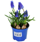 Gartenkrone Blumenzwiebeln Traubenhyazinthe, Muscari armeniacum, Blüte: blau-Thumbnail