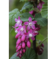  Blut-Johannisbeere, Ribes sanguineum »King Edward VII«, Blätter: grün, Blüten: dunkelrot-Thumbnail