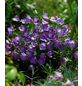  Bodendecker »Campanula carpatica«, blau, winterhart-Thumbnail