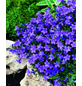  Bodendecker »Campanula portenschlagiana«, blau, winterhart-Thumbnail